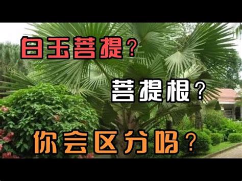 綠菩提根功效|綠菩提根：智慧之門